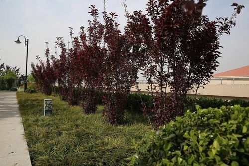 陜建古建園林集團(tuán)榮獲園林工程獎(jiǎng) 銅獎(jiǎng)